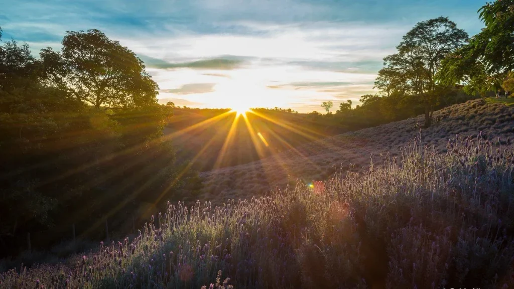 Campo de lavandas no Contemplário em Cunha SP ao pôr do sol