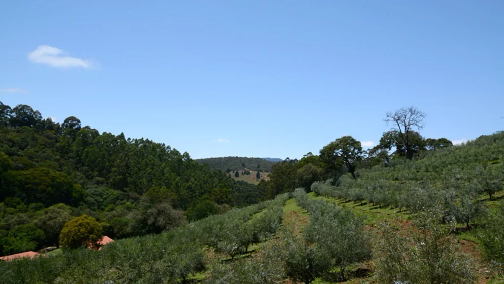 Pomar de oliveiras do O Olival em Cunha, São Paulo